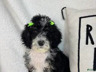 Mini Bernedoodle dogs Molly - Ad 6