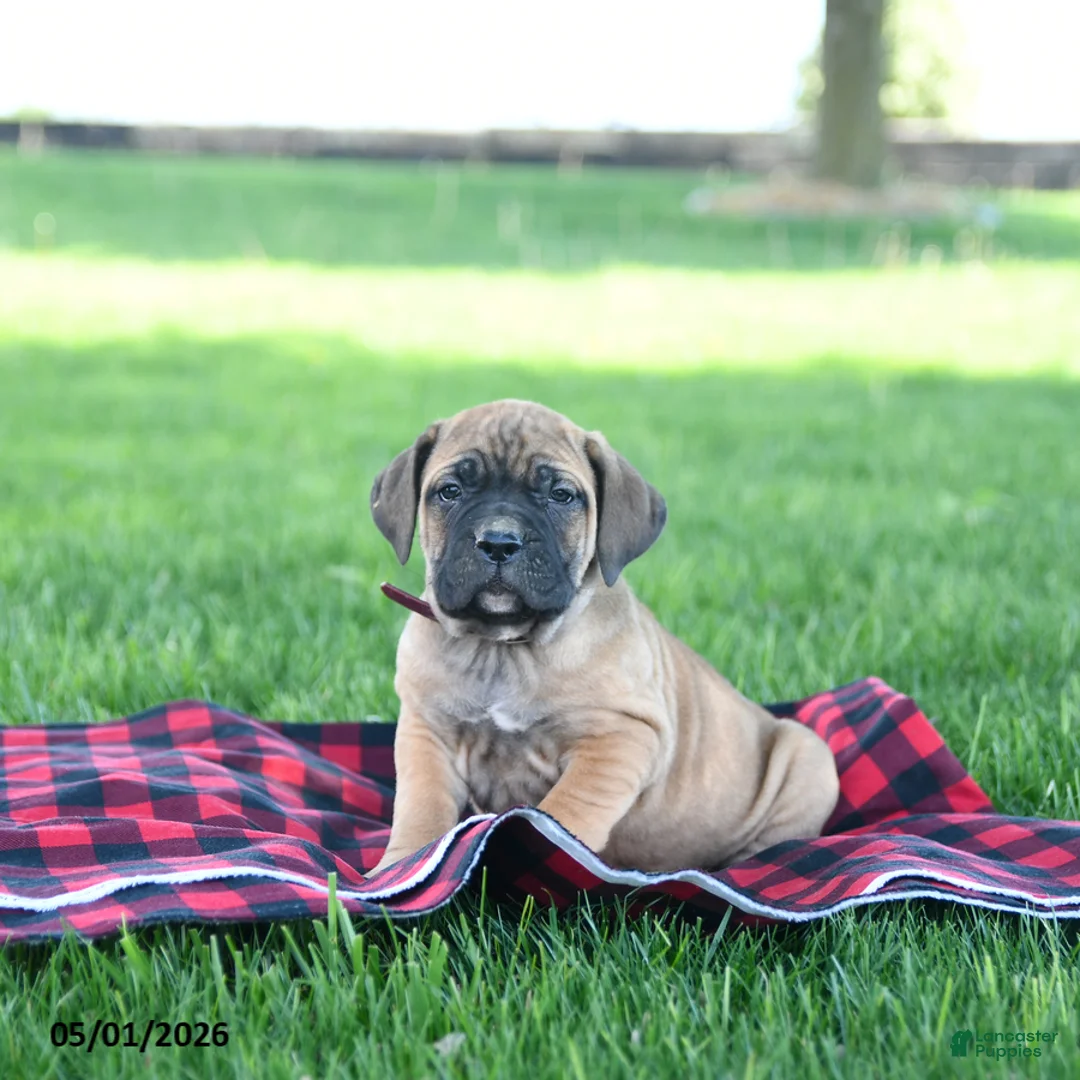 Cane Corso dogs for sale: Ivy - Ad 2