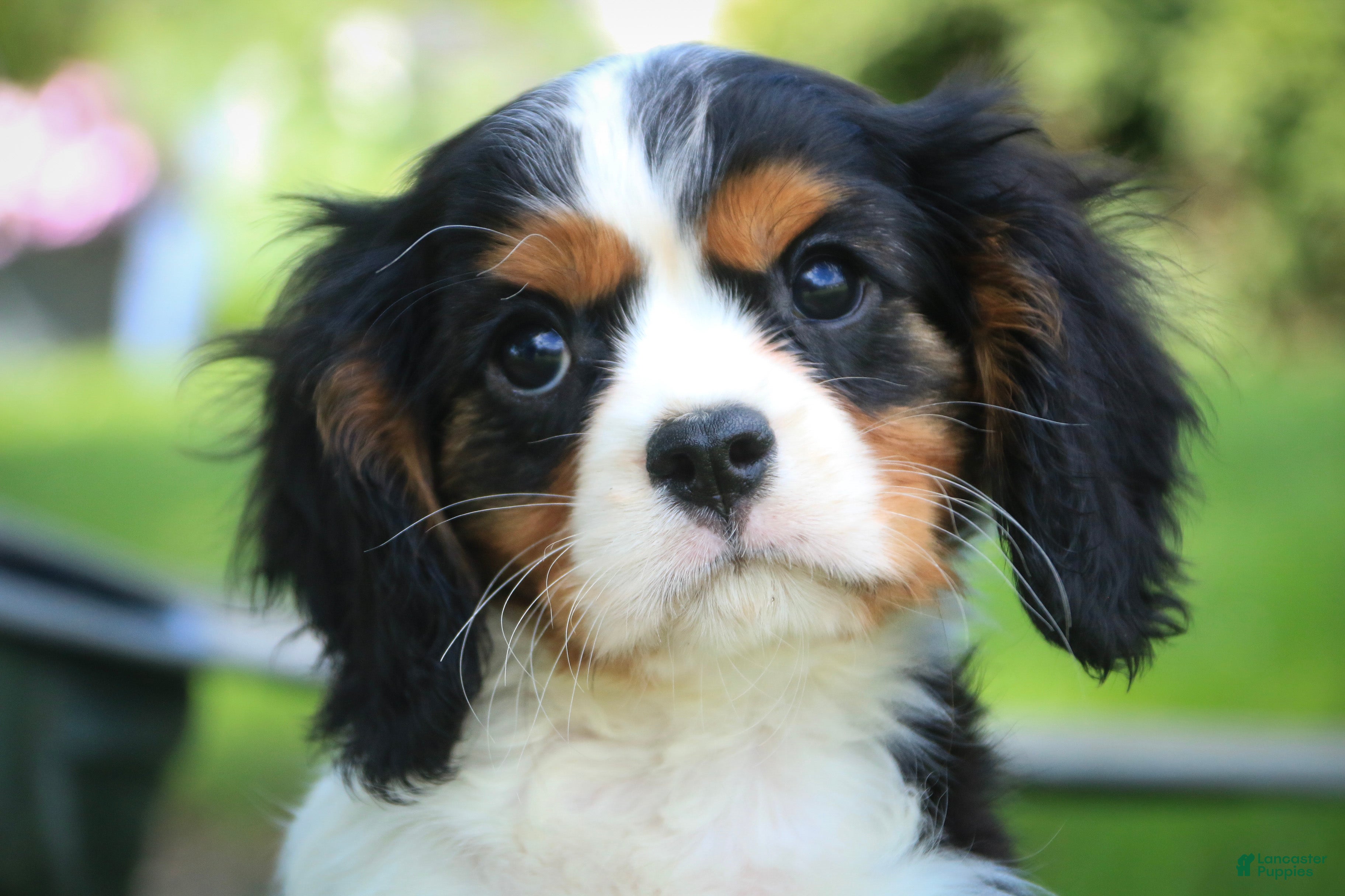 Cavalier King Charles Spaniel dogs Jerry - Ad 1