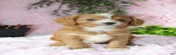 Cavapoo dogs for sale: Cavapoo 5 - Ad 2