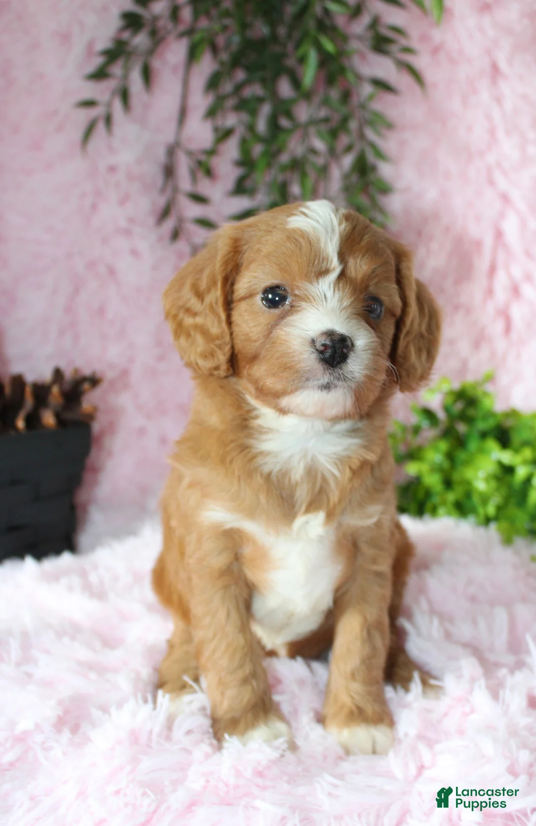 Cavapoo dogs for sale: Cavapoo 5 - Ad 2