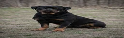 Rottweiler dogs for sale: Dior - Ad 4