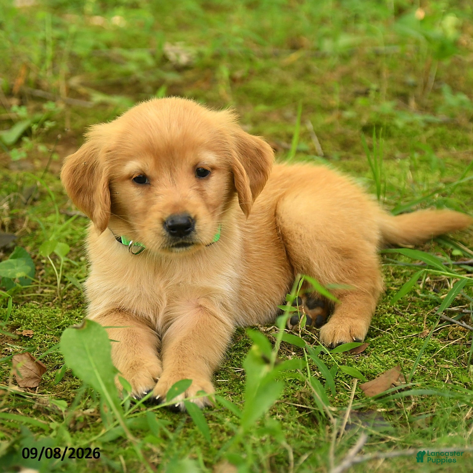 Golden Retriever dogs Darcy - Ad 2