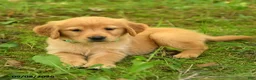 Golden Retriever dogs for sale: Darcy - Ad 2