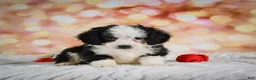 Mini Bernedoodle dogs for sale: Mim - Ad 3