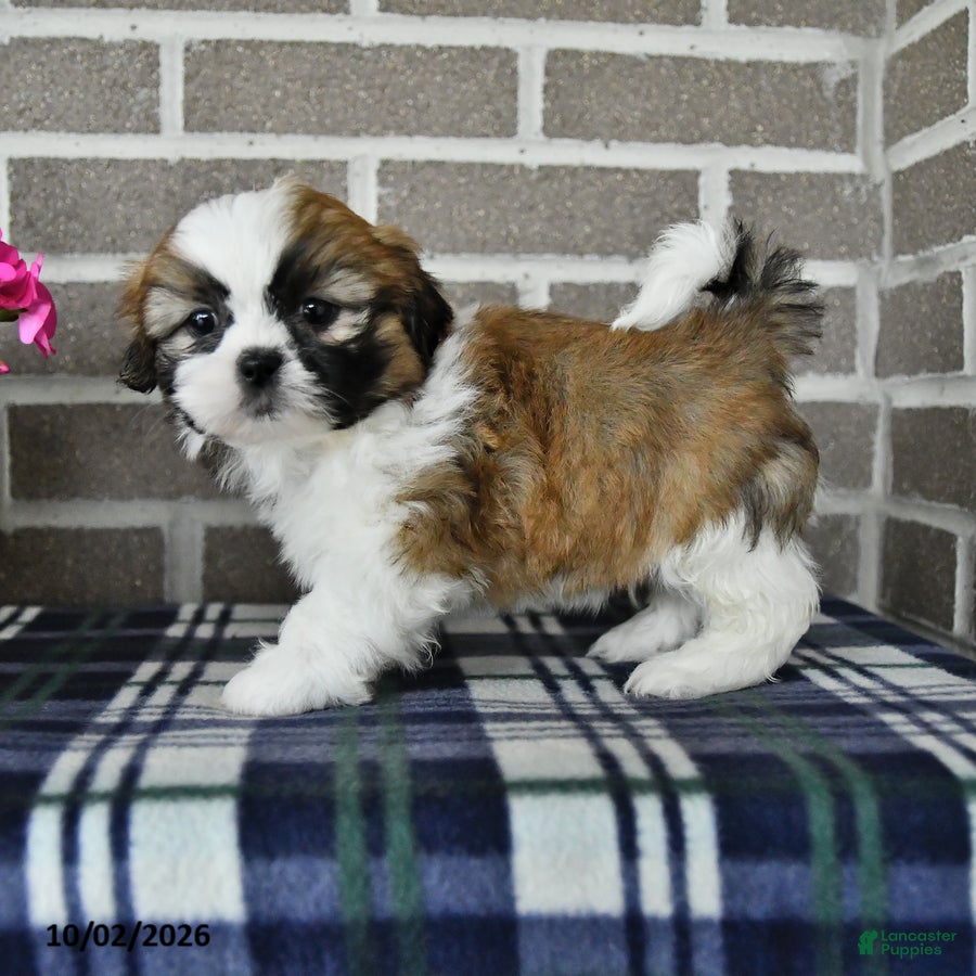 Shih Tzu dogs Caleb - Ad 2