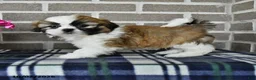 Shih Tzu dogs for sale: Caleb - Ad 2