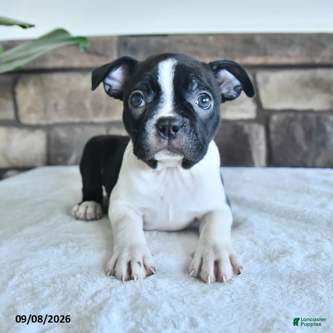 Boston Terrier dogs for sale: Clover - Ad 1