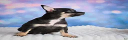 Chihuahua dogs for sale: Boone - Ad 4