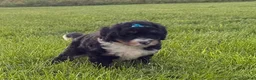 Bernedoodle dogs for sale: Stormy - Ad 12