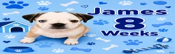 Pug dogs for sale: James - Ad 2