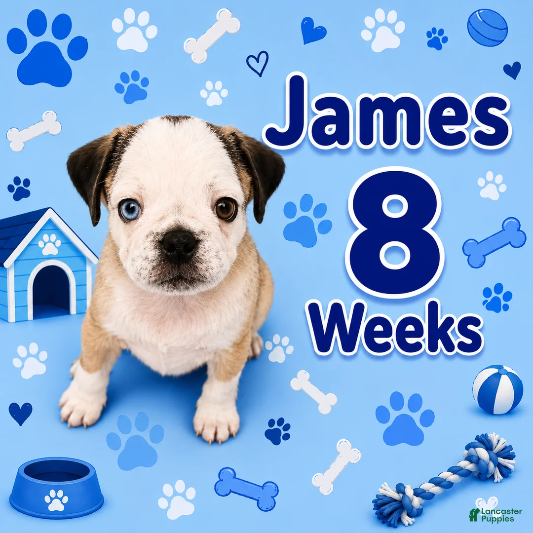 Pug dogs for sale: James - Ad 2