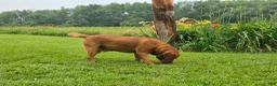 Labrador Retriever dogs for stud: Barney - Ad 5
