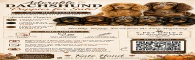 Miniature Dachshund 4