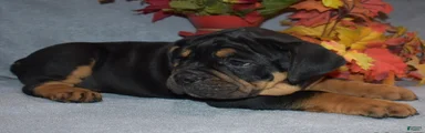 Nova