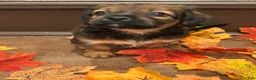 Mixed Breed dogs for sale: Mixed Breed 2 - Ad 2