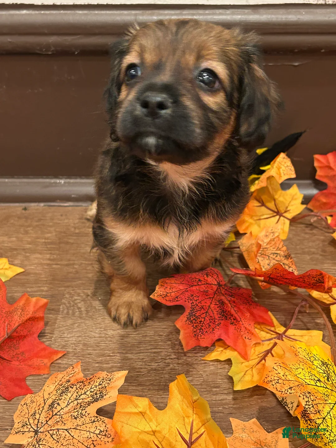 Mixed Breed dogs for sale: Mixed Breed 2 - Ad 2