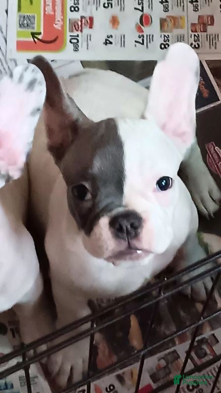 French Bulldog dogs Facee - Ad 1