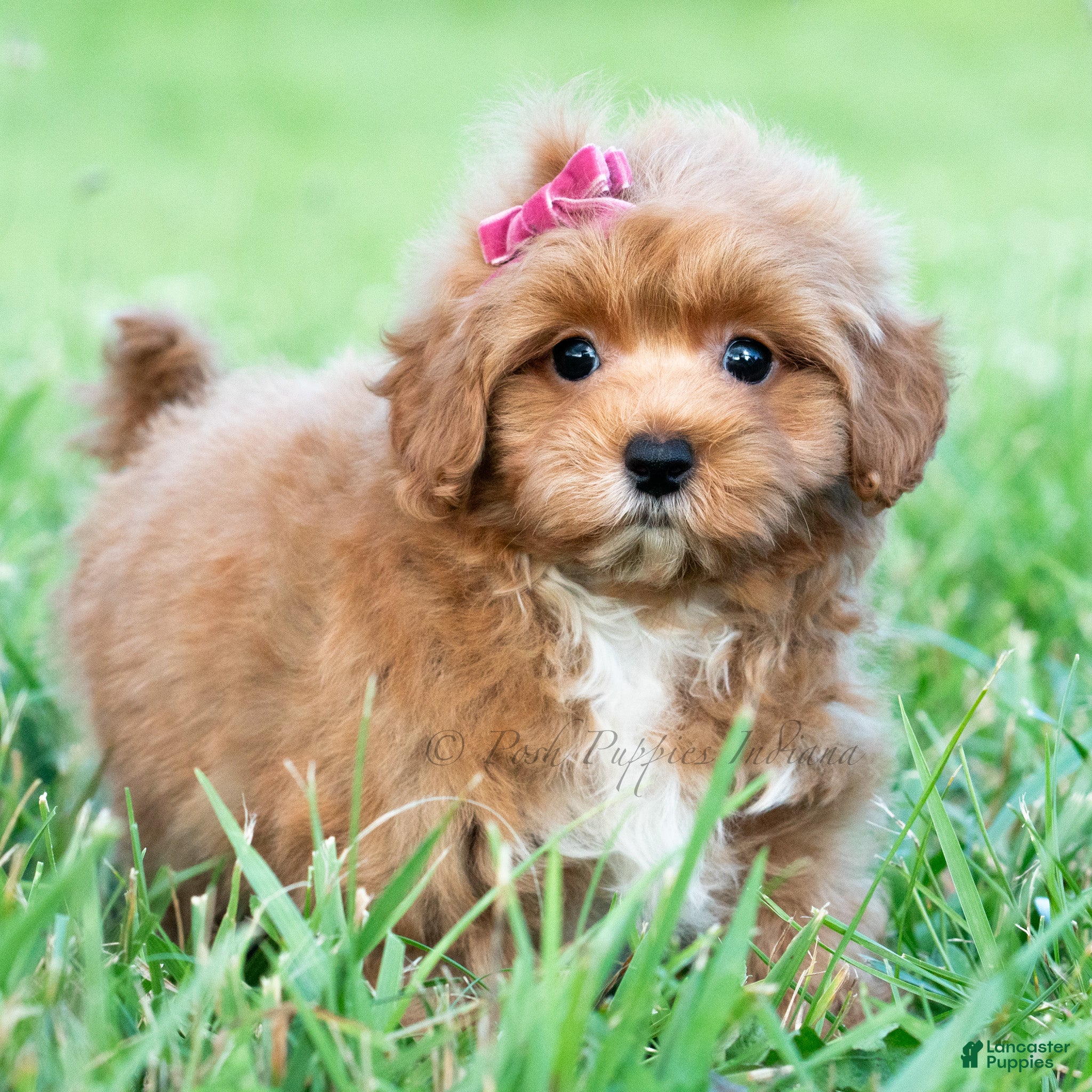 Maltipoo dogs Iris - Ad 30