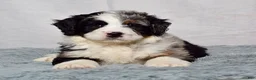 Bernedoodle dogs for sale: Waldo - Ad 5