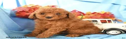 Toy Poodle dogs for sale: Enzo - Ad 4