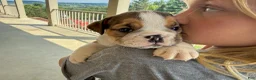 English Bulldog dogs for sale: Cookie - Ad 2