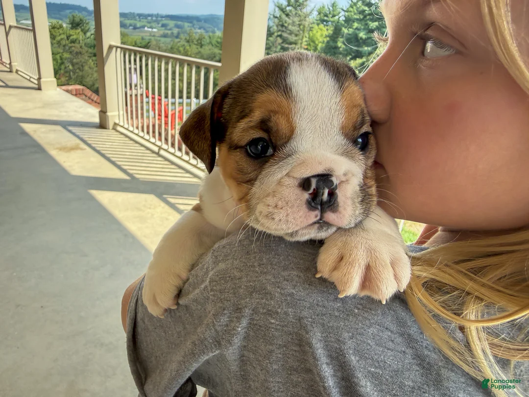 English Bulldog dogs for sale: Cookie - Ad 2