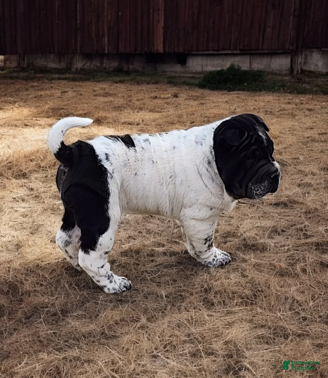 Shar Pei dogs for sale: Oreo black flower mini - Ad 14