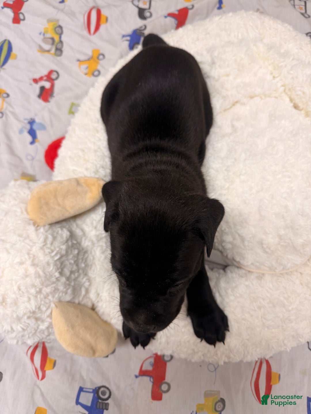 Cane Corso dogs for sale: Cane Corso Puppy 4 - Ad 10