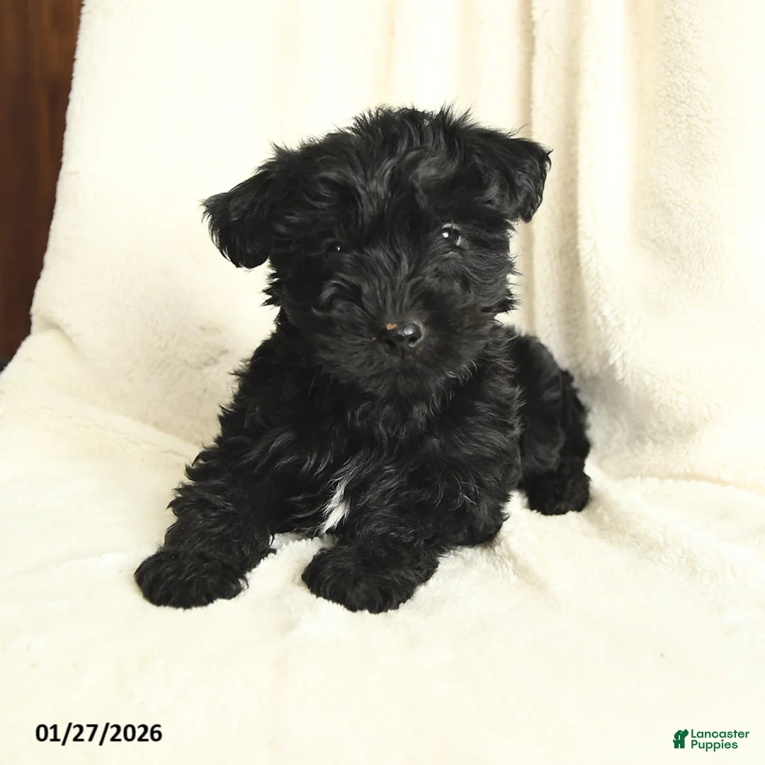 Yorkiepoo dogs for sale: Dallas - Ad 2