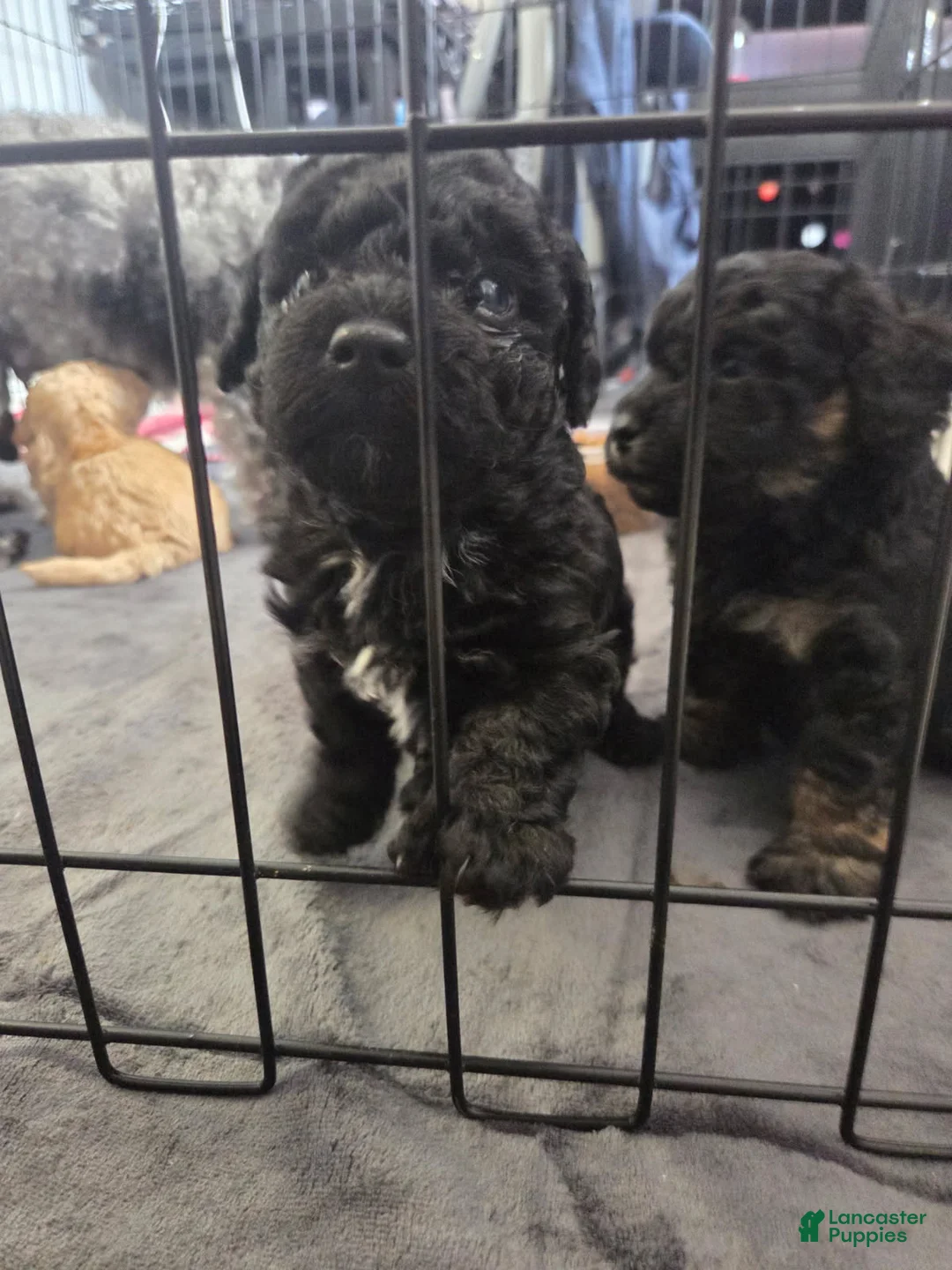 Toy Poodle dogs for sale: Bishop - Ad 1