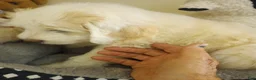 Sheepadoodle dogs for sale: Blessing!! - Ad 6