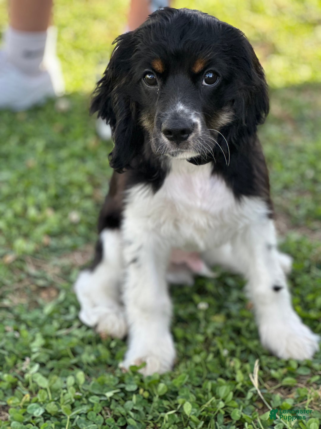 Goldendoodle dogs for sale: Cooper - Ad 1