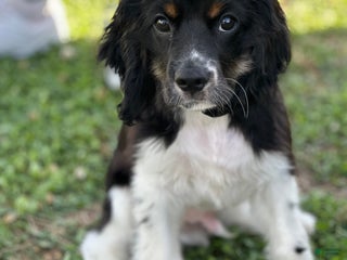 Goldendoodle dogs Cooper - Ad 12