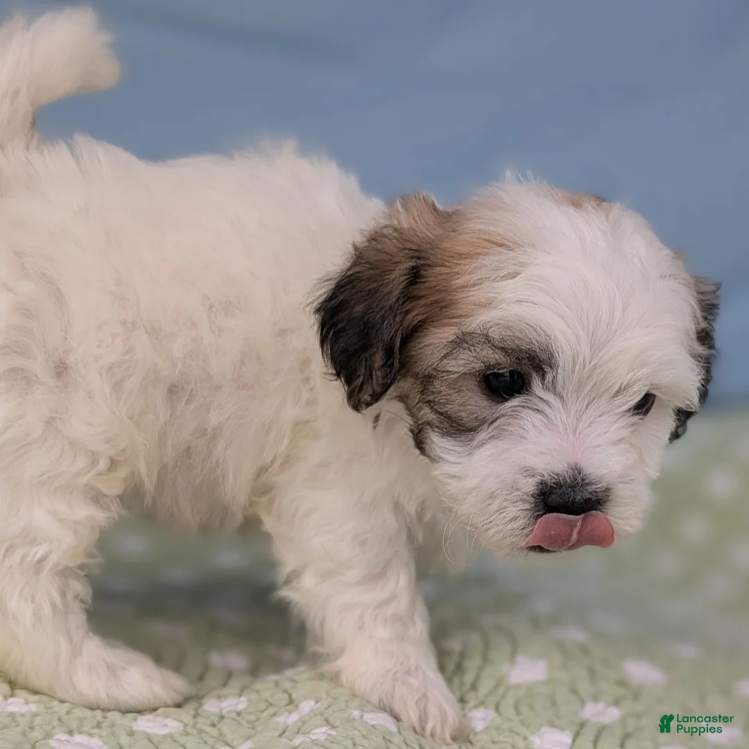 Teddy Bear dogs for sale: Death Dandelion - Ad 5