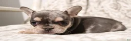 French Bulldog dogs for sale: Lars - Ad 2