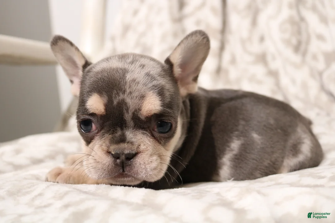 French Bulldog dogs for sale: Lars - Ad 2