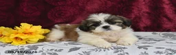 Shih Tzu dogs for sale: Jet - Ad 4