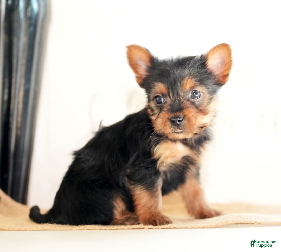 Morkie dogs for sale: Poppy - Ad 8