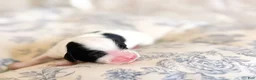Mini Bernedoodle dogs for sale: Lottie - Ad 5