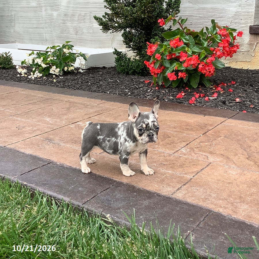 French Bulldog dogs Queenie - Ad 1