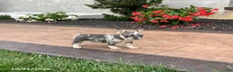 French Bulldog dogs for sale: Queenie - Ad 1