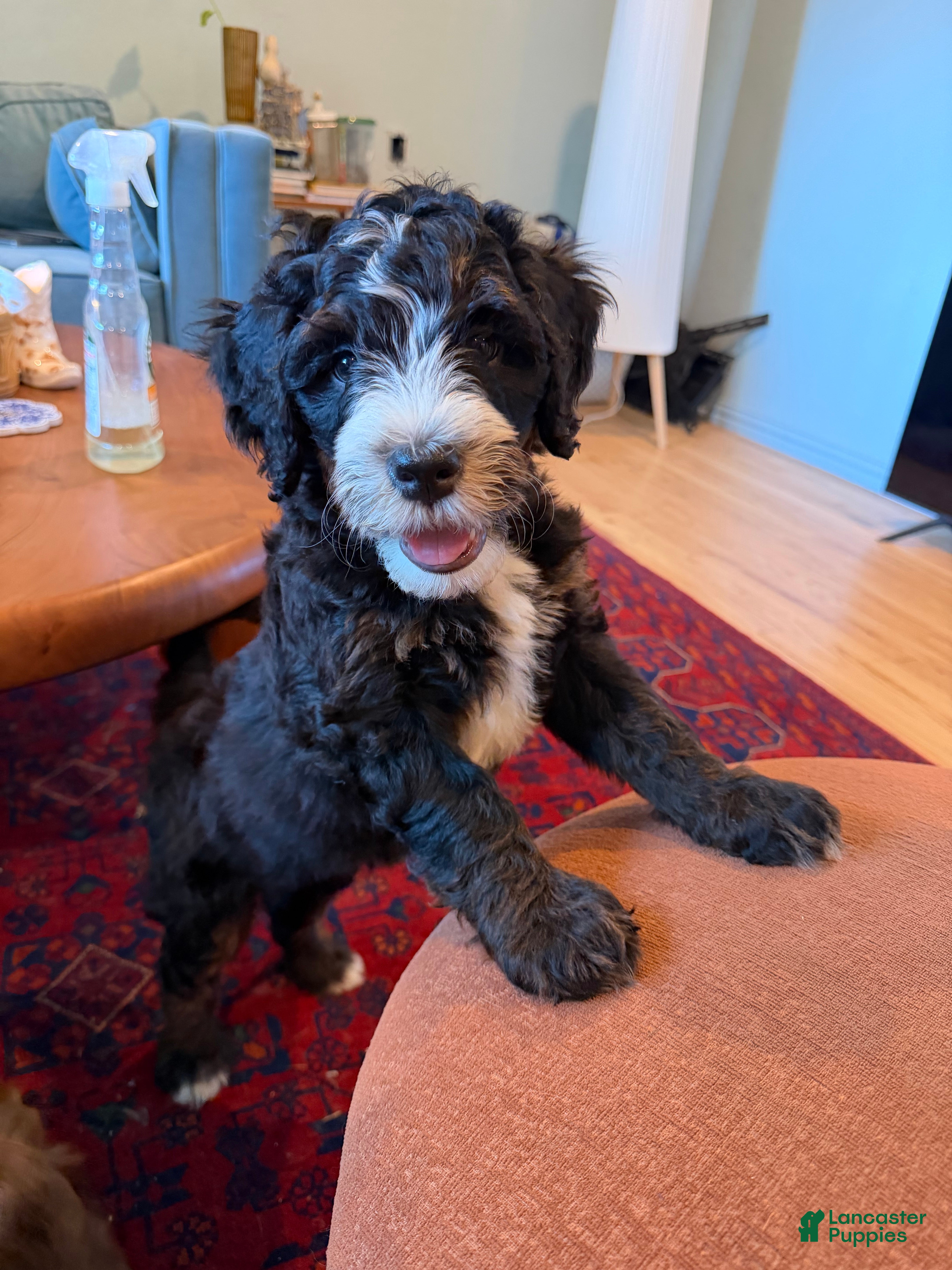 Mini Bernedoodle dogs Pepperjack - Ad 1