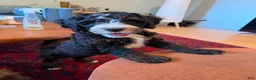 Mini Bernedoodle dogs for sale: Pepperjack - Ad 1