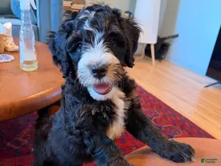 Mini Bernedoodle dogs Pepperjack - Ad 1