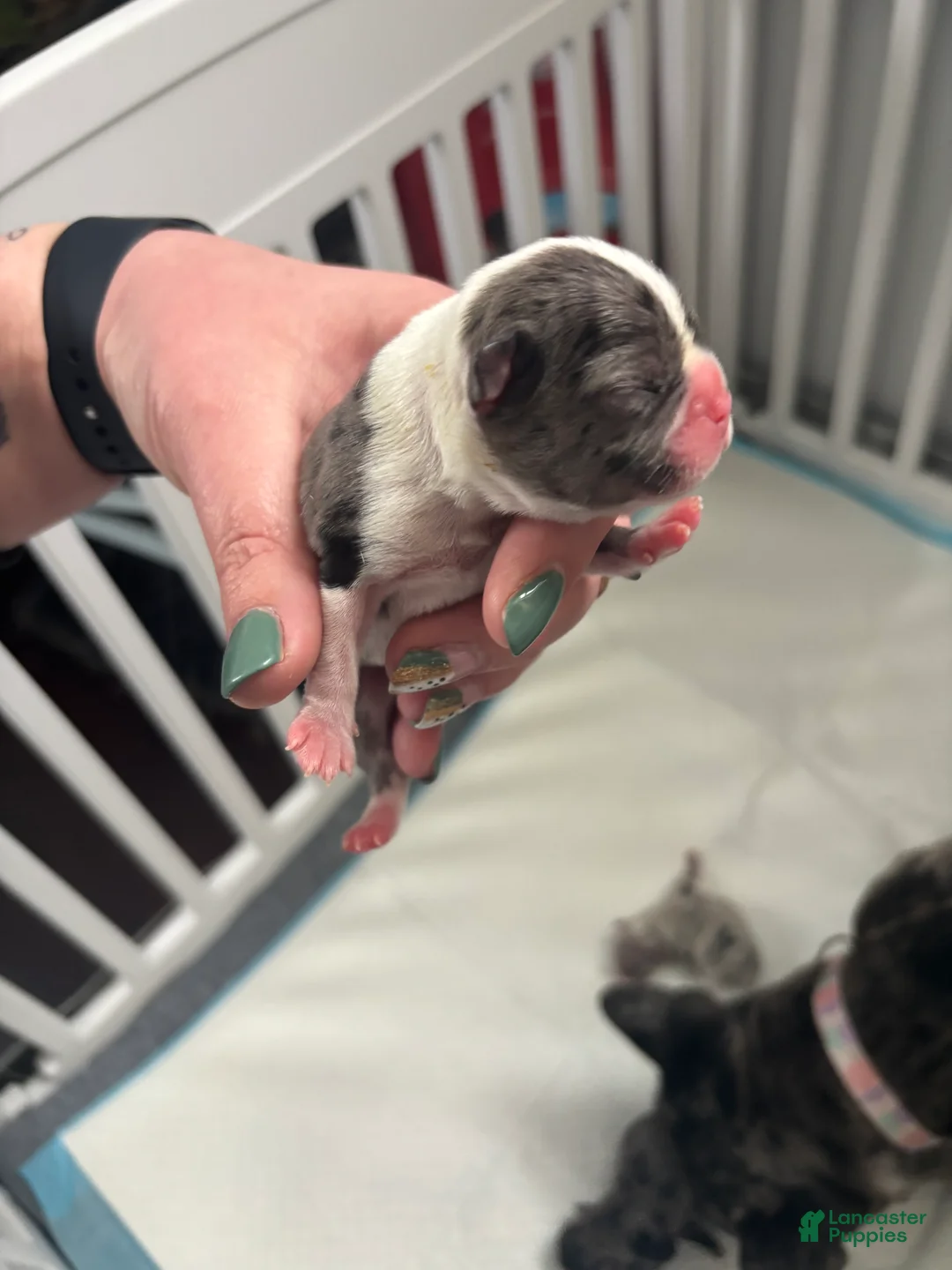 Mixed Breed dogs for sale: Mixed Breed Puppy 6 - Ad 2