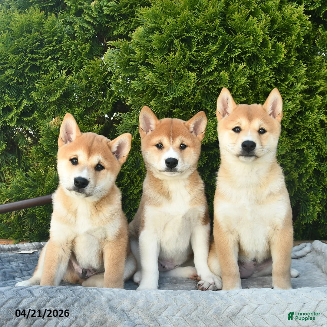 Shih Tzu dogs for sale: Blondie - Ad 5