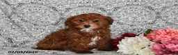 Cavapoo dogs for sale: Aurora - Ad 5