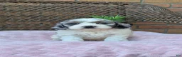 Cockapoo dogs for sale: Quinnie - Ad 2
