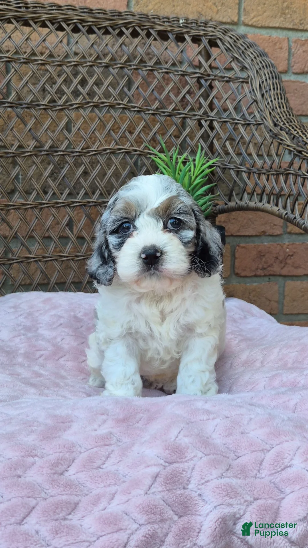 Cockapoo dogs for sale: Quinnie - Ad 2